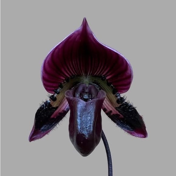 fallen_orchids